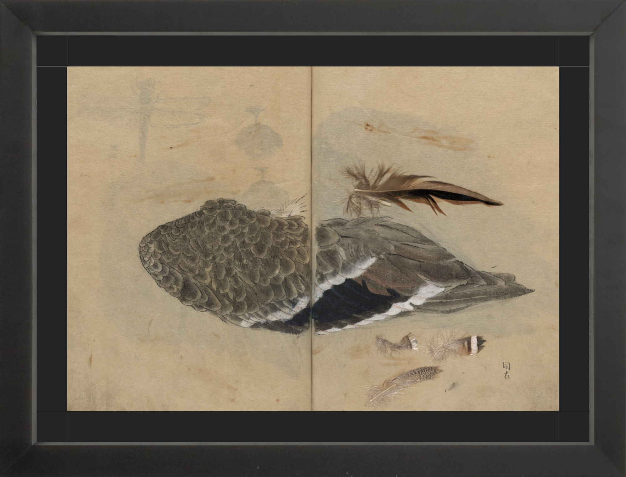 Framed Nature Studies from a 19th Century Sketchbook