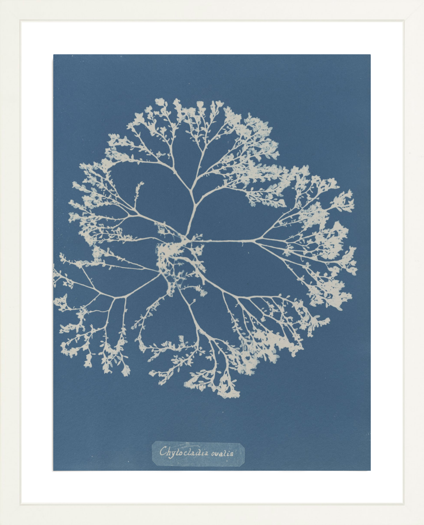 British Algae Specimen Cyanotypes