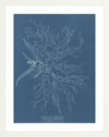 British Algae Specimen Cyanotypes