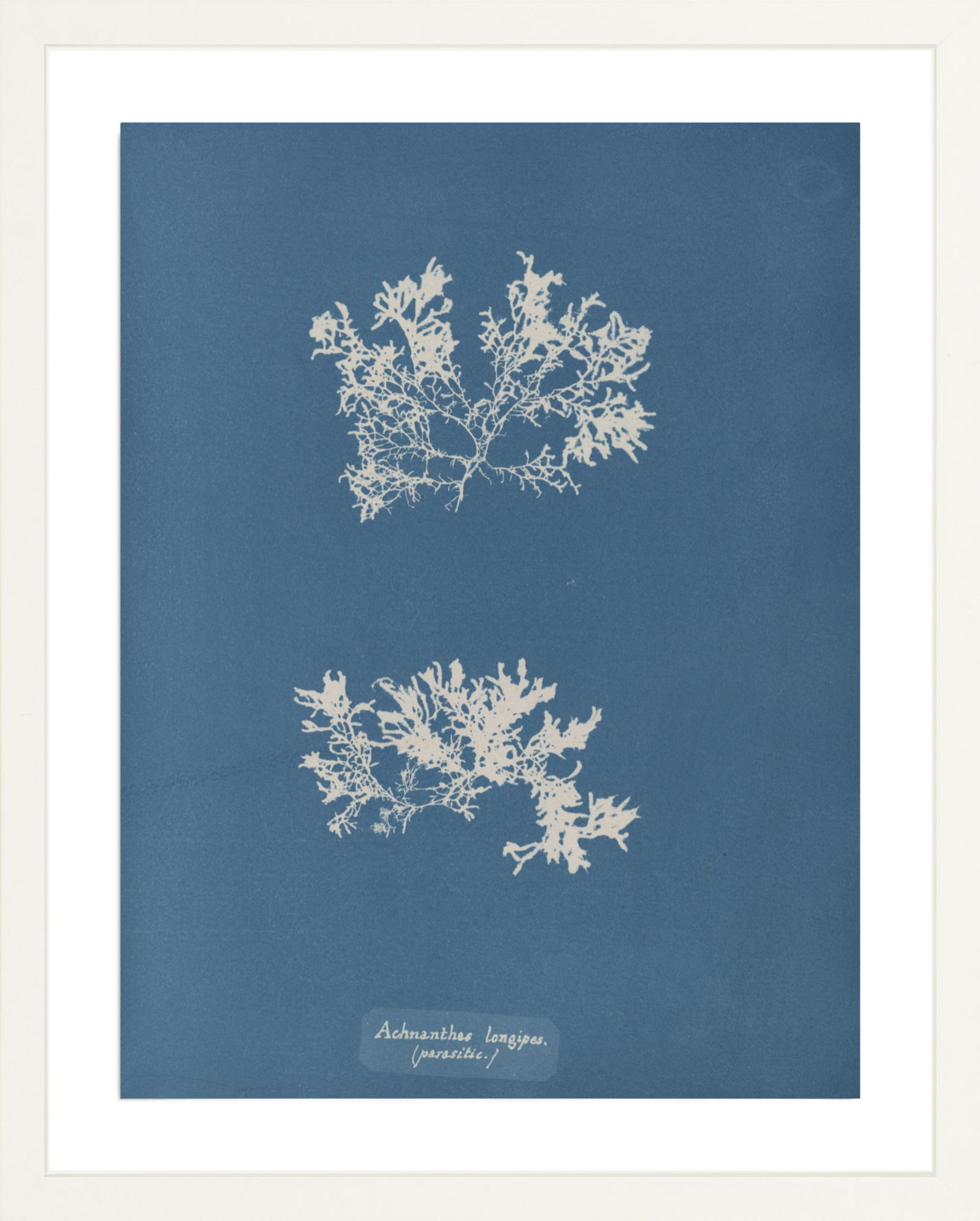 British Algae Specimen Cyanotypes