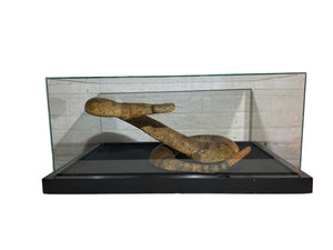 Truman Capote’s Taxidermy Rattlesnake