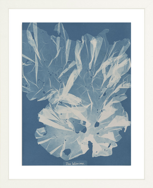 British Algae Specimen Cyanotypes