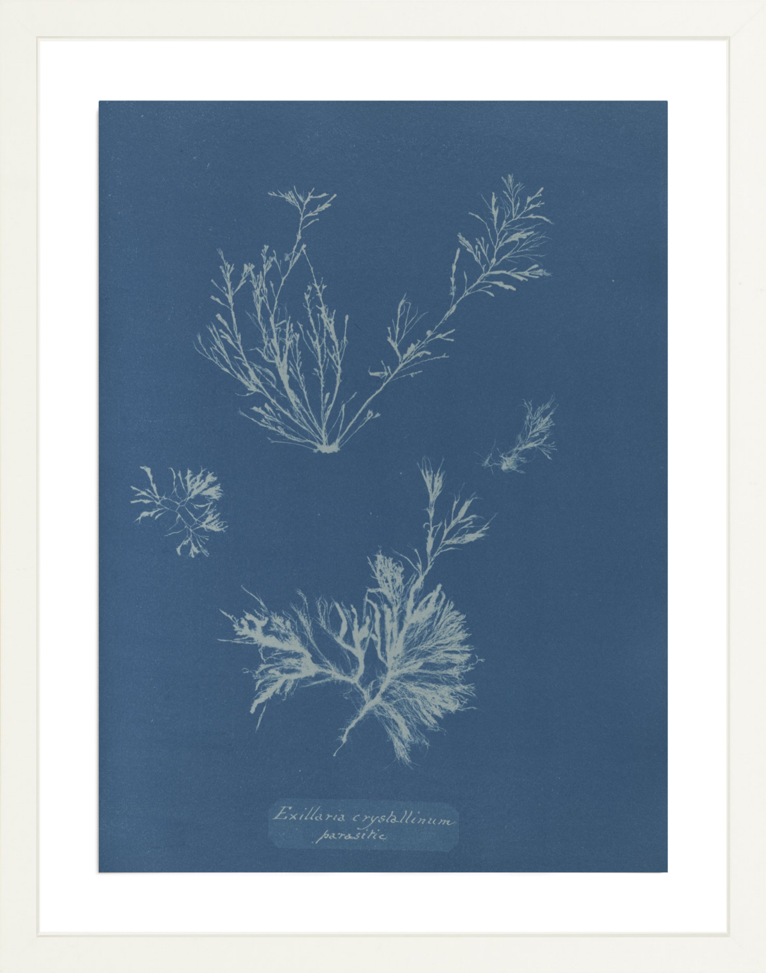 British Algae Specimen Cyanotypes