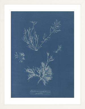 British Algae Specimen Cyanotypes