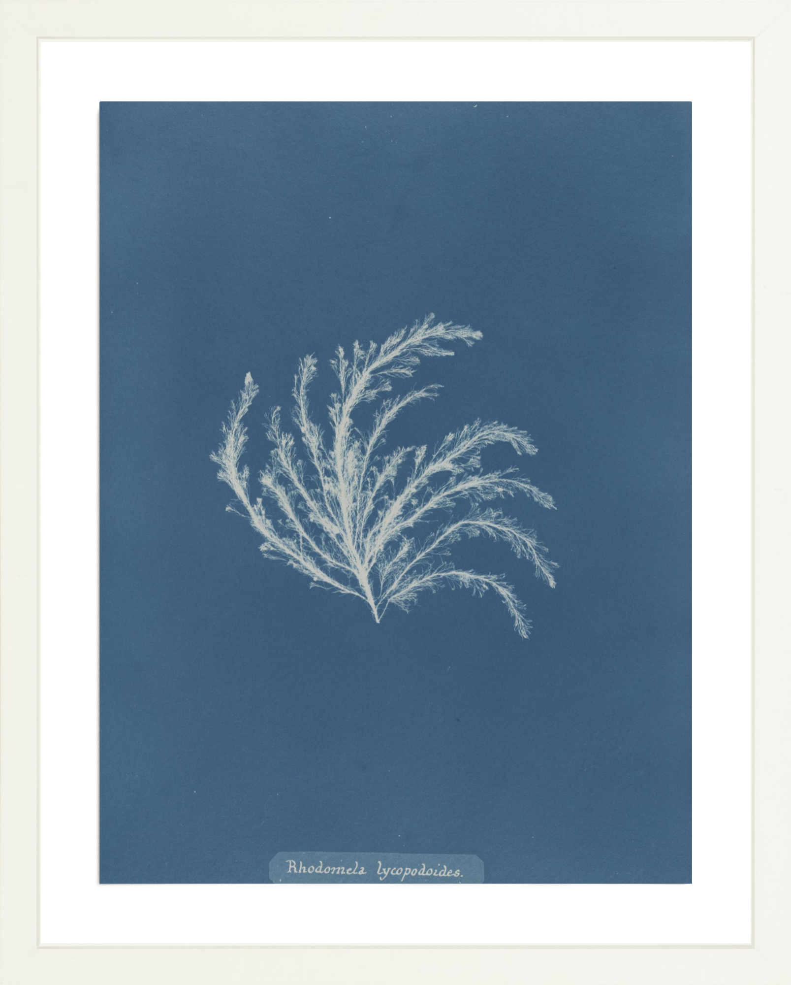British Algae Specimen Cyanotypes