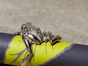 14K Gold and Tourmaline Tree Frog Ring